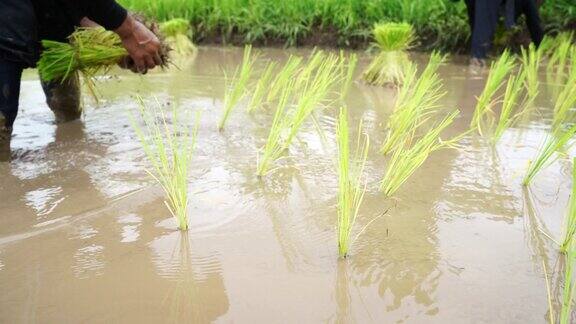 农民在土壤中种植水稻雨季种植亚洲农业泰国4K