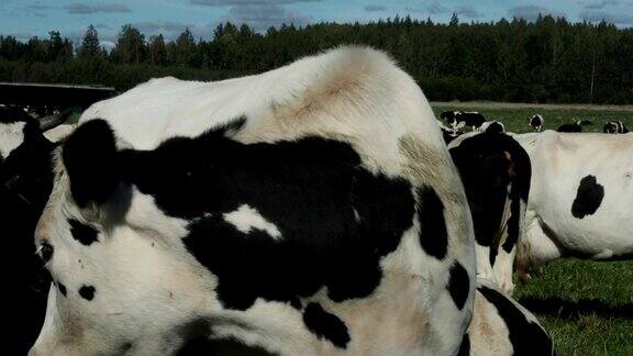 田野上的牛摆姿势等待拍照