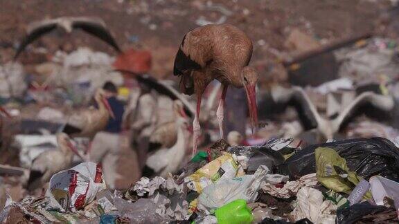一个非常脏的欧洲白鹳在垃圾填埋场寻找食物的4K特写镜头