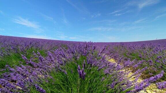 在法国普罗旺斯阳光明媚的夏天一排排美丽的紫罗兰薰衣草田