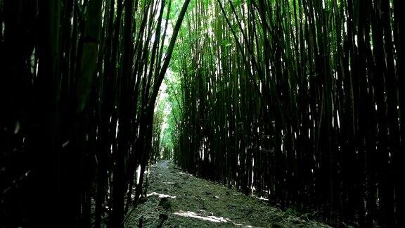 竹林淘金毛伊岛夏威夷