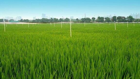 水稻种植基地带防鸟带