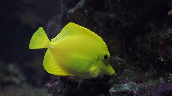 水族馆中的黄汤