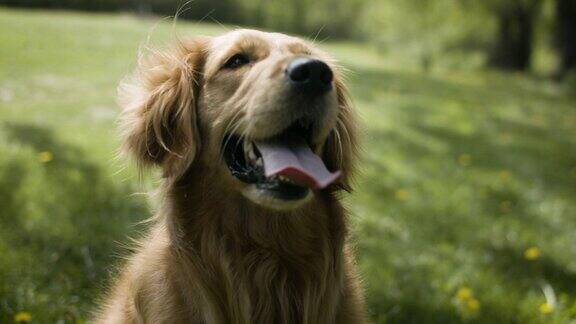 快乐的金毛猎犬在阳光下微笑