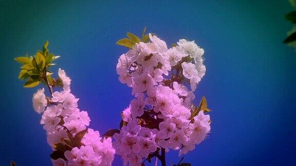 春天的树开满了花