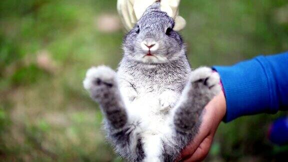 可爱的灰色小兔子