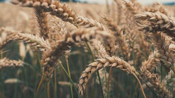 近距离大麦作物田