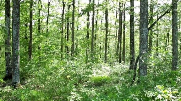 镜头稳定拍摄在森林里的小路上行走