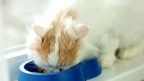 猫吃干猫粮特写白色长毛猫宠物吃食物在室内蓝色塑料碗