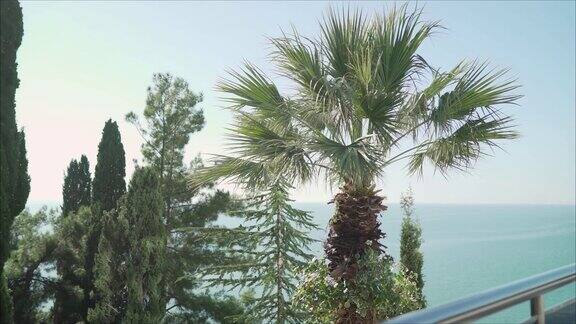 索契的棕榈树美丽的棕榈树在热带花园