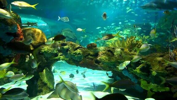 色彩斑斓的珊瑚覆盖着大量的热带鱼