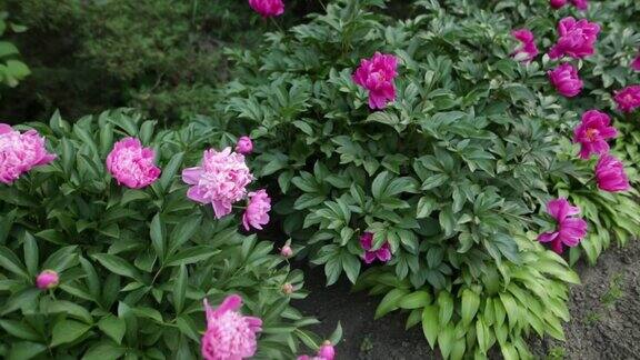 植物园的花园里盛开着美丽的粉红色牡丹