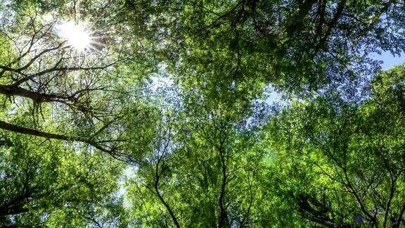 绿树和阳光的夏日概念在阳光明媚的日子里走过美丽的夏日森林UHD4k