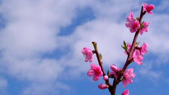 桃树开花的枝条