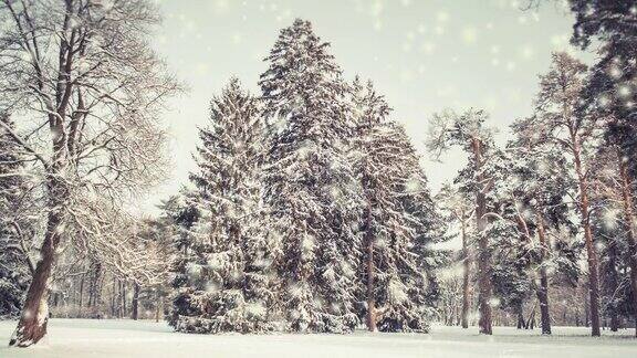 美丽的被雪覆盖的树木在冬天下雪时在森林中云杉