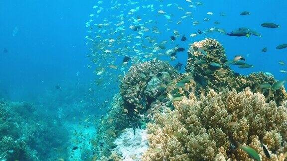 珊瑚礁附近的海底生物