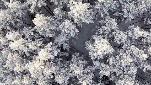 冬季森林-向下看拍摄