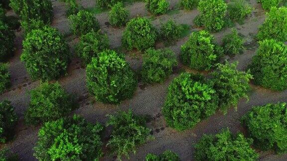 无人机俯视图的种植园绿橙柑橘树和田野农家上空农家园林景观背景镜头