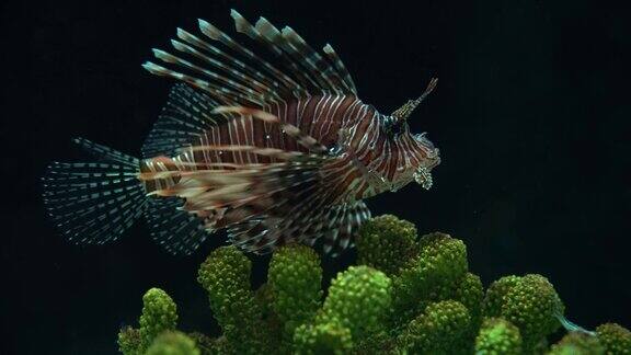 色彩斑斓的狮子鱼在水族馆的珊瑚礁里游泳