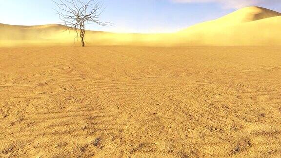 沙漠中的枯树