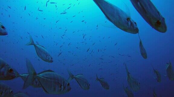 大眼鲹(Caranxsexfasciatus)漂浮在蓝色的水印度洋马尔代夫