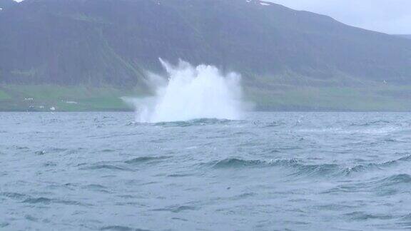 冰岛达尔维克附近的驼背鲸