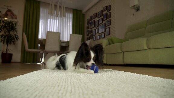 狗蝶耳在客厅的地毯上玩球