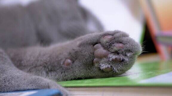 疲惫的绿色眼睛灰色英国家猫在散落的书上睡觉变焦