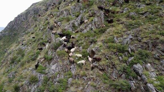 羊群在山上吃草