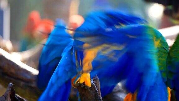 高清:蓝色金刚鹦鹉