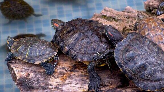 水龟在水池里休息和游泳