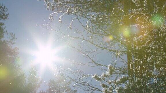 电影的第一束光线从树上飘落的雪花
