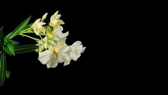 白黄夹竹桃在黑色背景上的时光流逝牡丹美丽娇嫩的花朵盛开热带园林绿化装饰植物