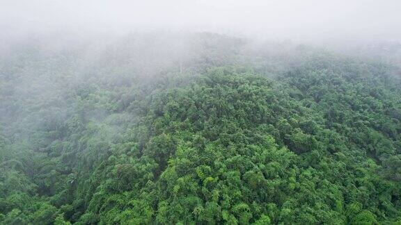 早晨自然雾蒙蒙生态系统丰富的热带雨林