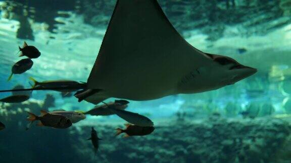 海螯鱼漂浮在水下海洋公园的大水族馆里