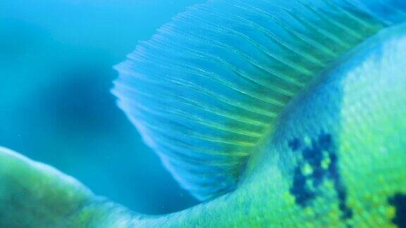 特写鱼在水下世界的水生鱼类动物