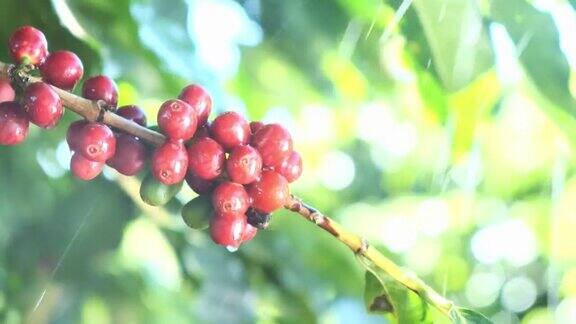 雨中的咖啡豆下雨时的咖啡种植园雨滴落在一束咖啡树下