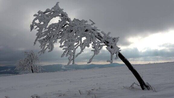 树上和树枝上的霜冬天霜冰晶冰瓦瑟库佩Rh?n黑森4K