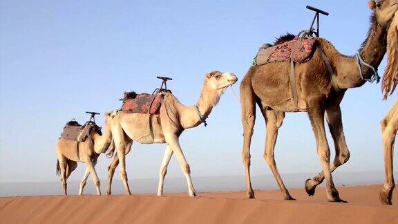 在一个又一个沙丘上行走的骆驼商队