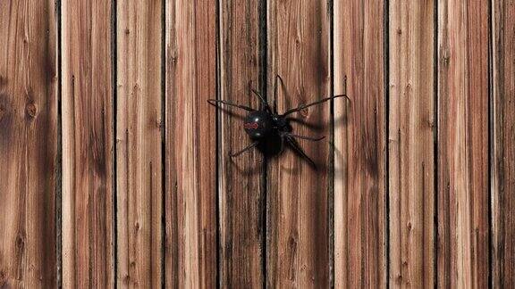 木背景上的黑寡妇蜘蛛