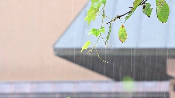 大雨倾泻在树上新鲜的绿叶上