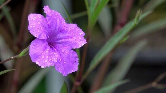 泰国雨季4K牵牛花花