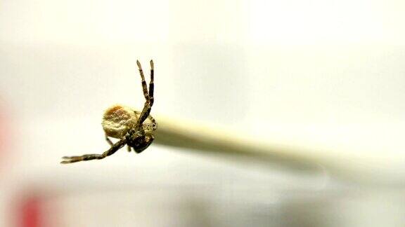 大毒蜘蛛在棍表面爬行的正面视图超高清索尼4k拍摄
