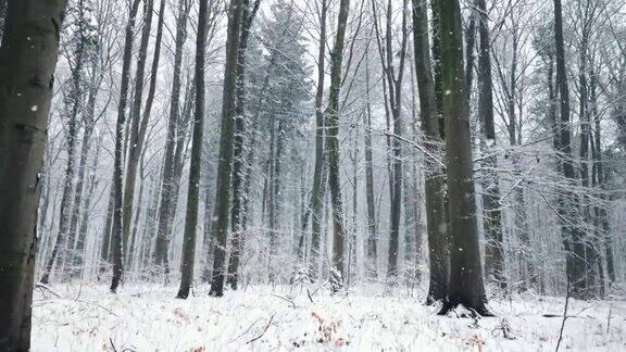 雪花轻轻飘落在森林里