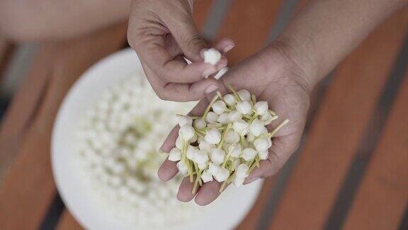 年轻女子的手正在采摘白色的栀子花做花环