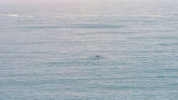 在太平洋海岸俄勒冈州的德波湾游泳和浮出水面的灰鲸