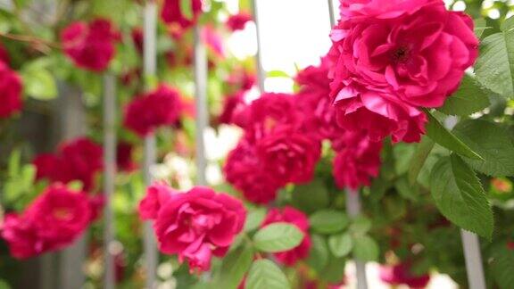 一个童话花园里盛开的粉红色玫瑰的特写