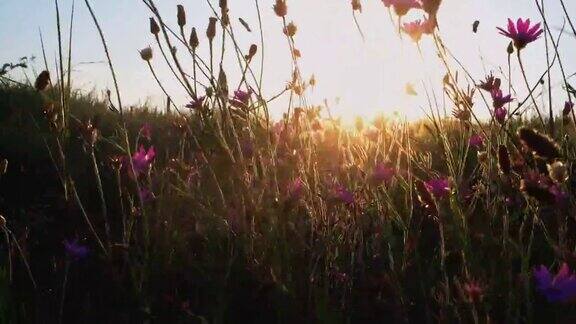 在夕阳前随风飘动的小紫罗兰花