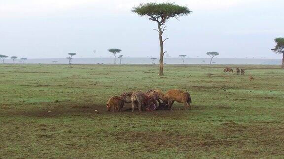 非洲大草原上一群吃腐肉的鬣狗