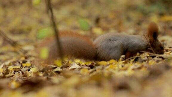 松鼠在秋天的树叶中寻找食物